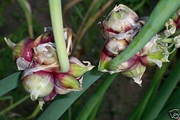 Кракен сайт